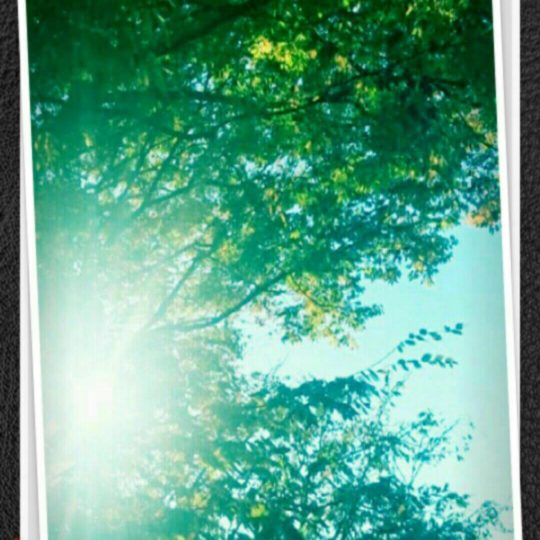 木々 太陽の Android スマホ 壁紙