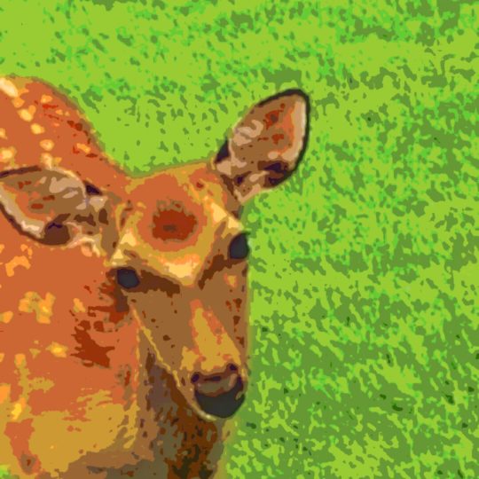 鹿 動物の Android スマホ 壁紙