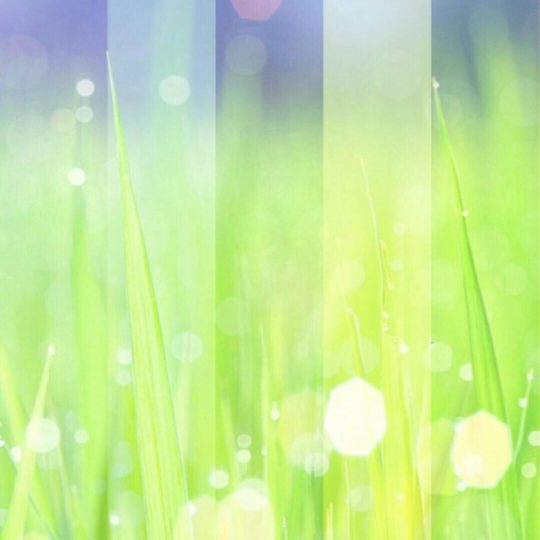 草むら 光の Android スマホ 壁紙
