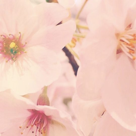 桜 花びらの Android スマホ 壁紙
