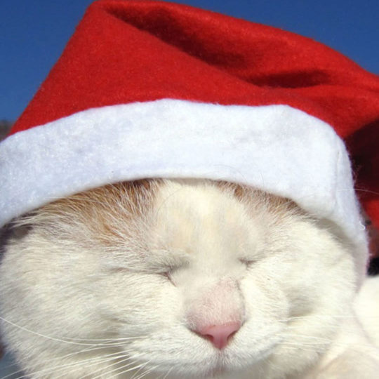 猫クリスマスの Android スマホ 壁紙