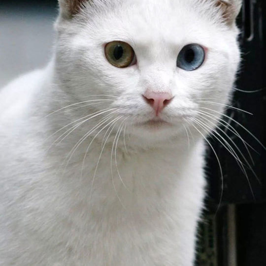 猫白の Android スマホ 壁紙