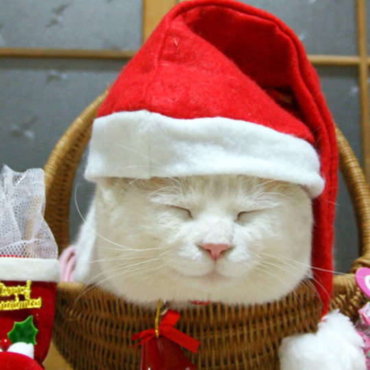 猫クリスマスの Android スマホ 壁紙