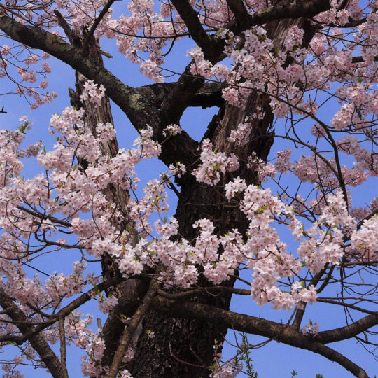 自然桜桃の Android スマホ 壁紙