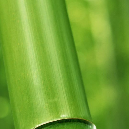 自然竹緑の Android スマホ 壁紙