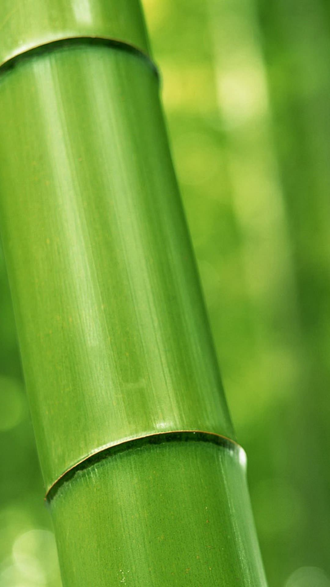 自然竹緑 | wallpaper.sc スマホ壁紙