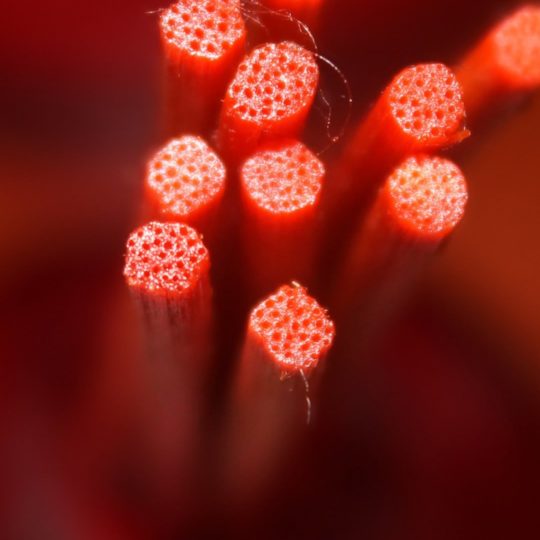 自然繊維赤の Android スマホ 壁紙