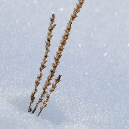 自然葉雪の Android スマホ 壁紙