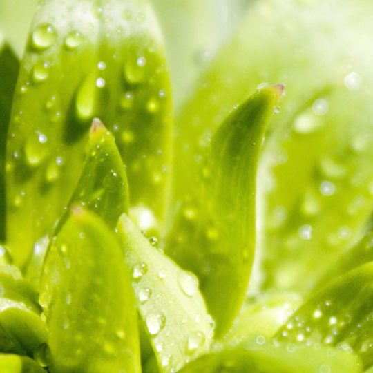 自然葉緑の Android スマホ 壁紙