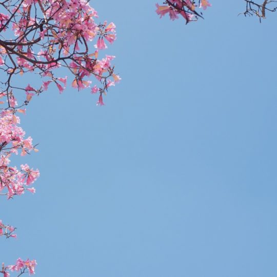 自然花桃青の Android スマホ 壁紙