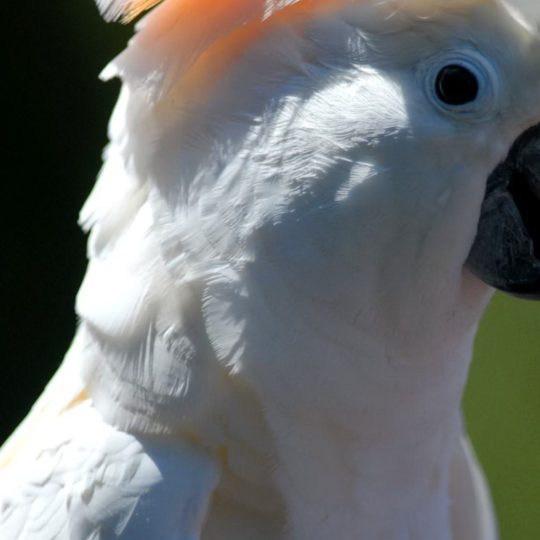 動物鳥白の Android スマホ 壁紙