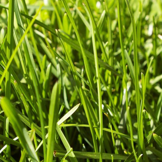 自然草緑の Android スマホ 壁紙