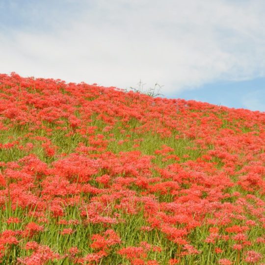 自然花赤の Android スマホ 壁紙