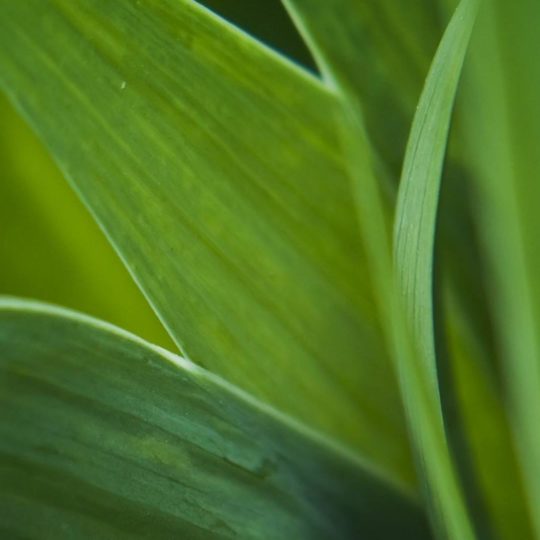 自然葉緑の Android スマホ 壁紙