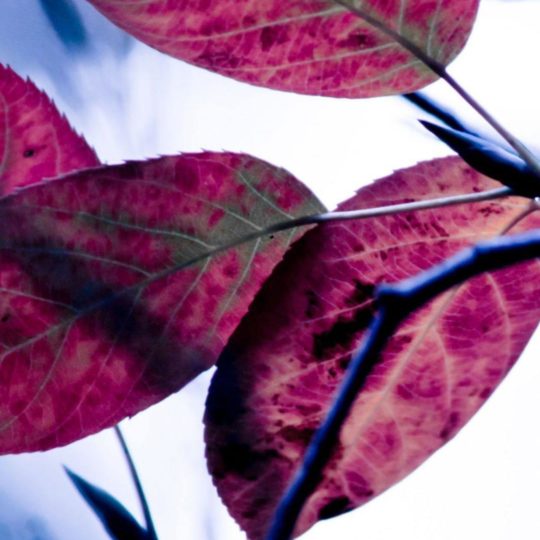 自然葉赤の Android スマホ 壁紙