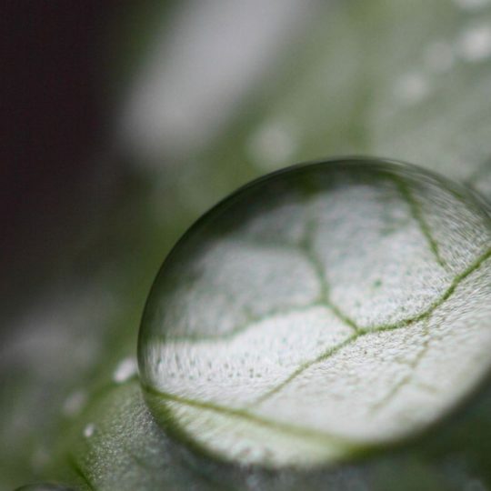 自然葉水滴の Android スマホ 壁紙