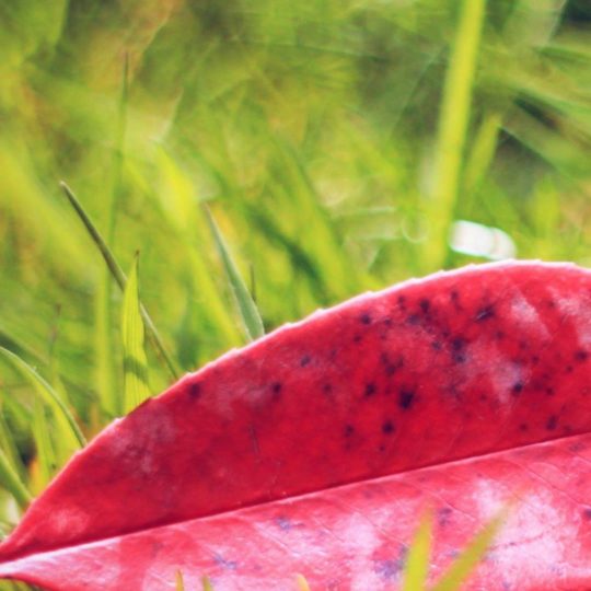自然落ち葉赤緑の Android スマホ 壁紙