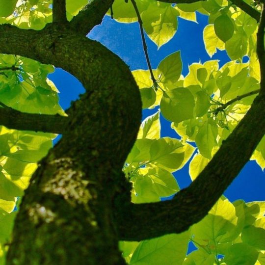 自然木緑の Android スマホ 壁紙