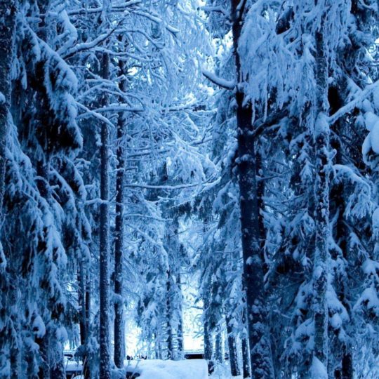 風景並木道雪の Android スマホ 壁紙