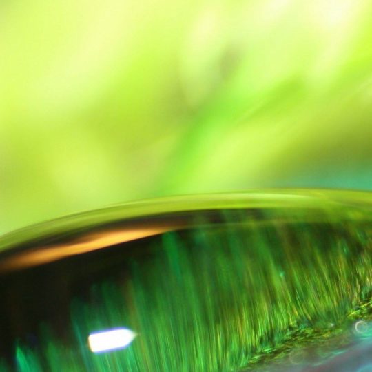 自然水滴緑の Android スマホ 壁紙