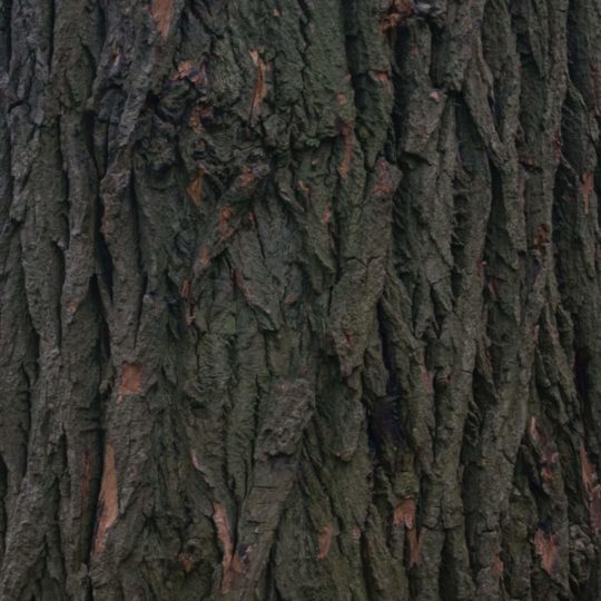 風景自然木の Android スマホ 壁紙