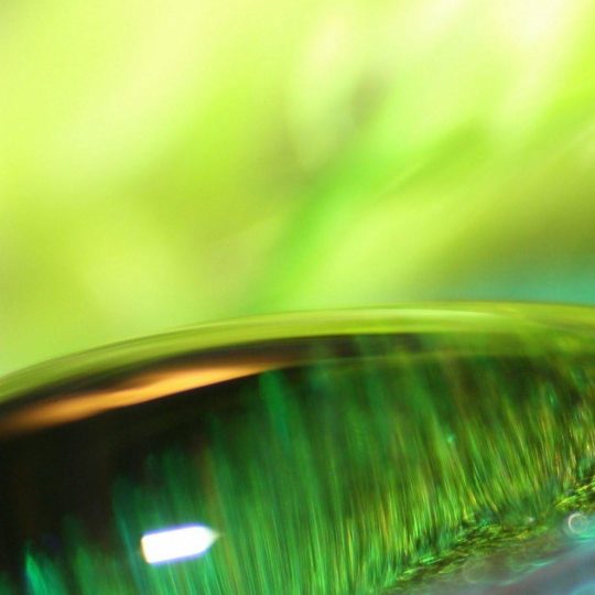 水玉緑自然の Android スマホ 壁紙