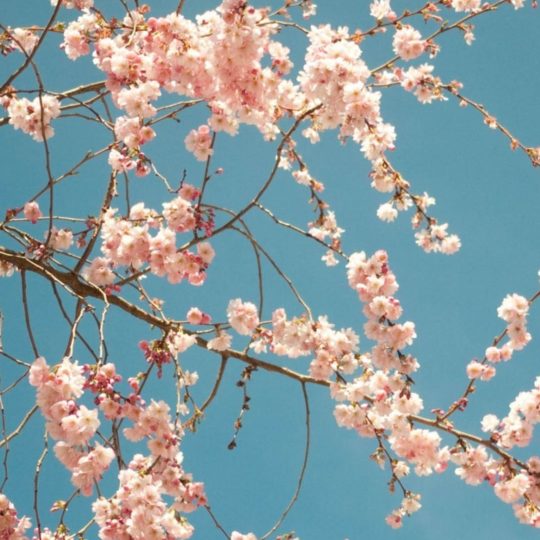花桜春桃の Android スマホ 壁紙