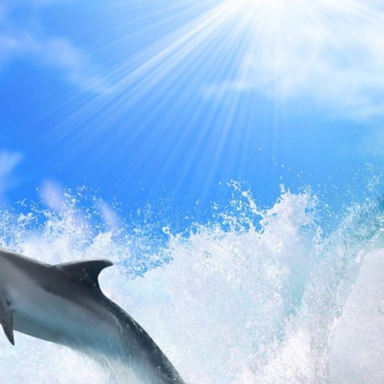 海イルカ太陽の Android スマホ 壁紙