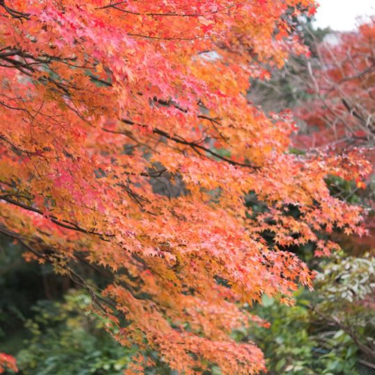 風景紅葉自然の Android スマホ 壁紙