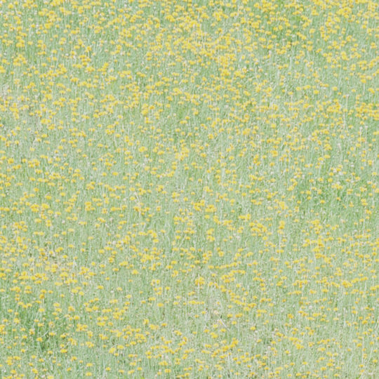 風景花畑黄緑の Android スマホ 壁紙
