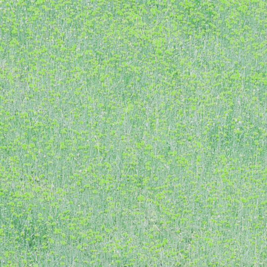風景花畑緑の Android スマホ 壁紙