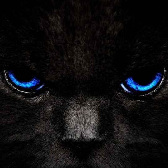 猫黒猫の Android スマホ 壁紙