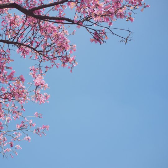 風景自然花桃の Android スマホ 壁紙