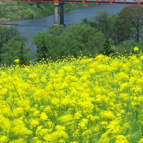 風景花畑黄の Android スマホ 壁紙
