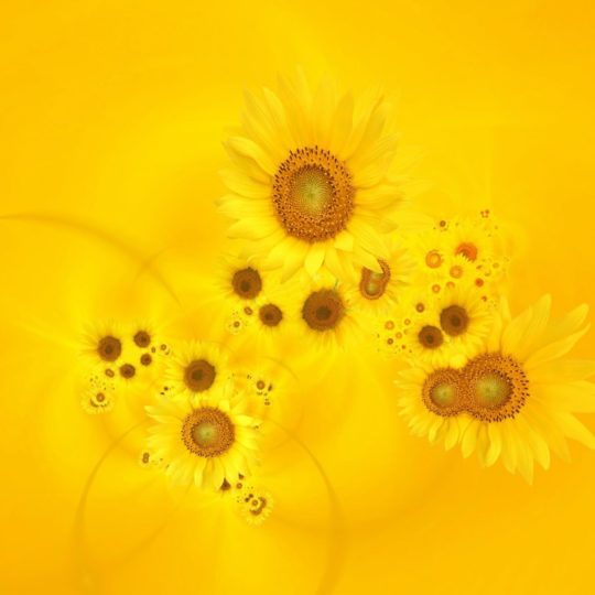 自然花黄の Android スマホ 壁紙