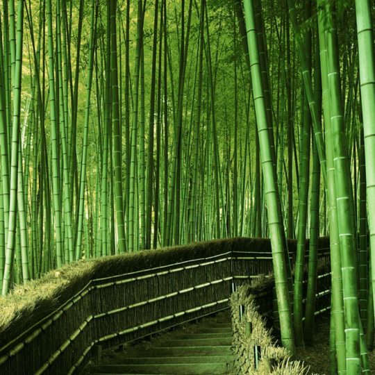 風景竹緑の Android スマホ 壁紙