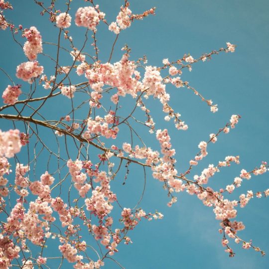 自然花桃の Android スマホ 壁紙