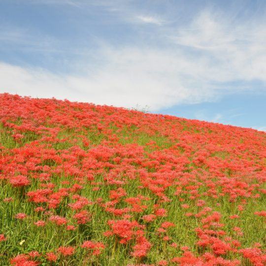 風景花畑赤の Android スマホ 壁紙