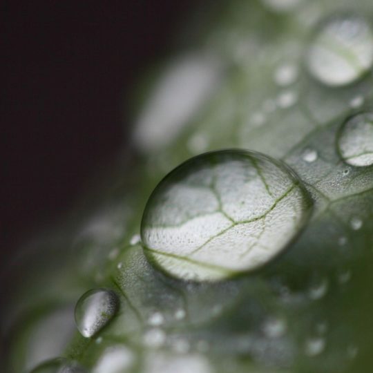 自然葉水滴の Android スマホ 壁紙