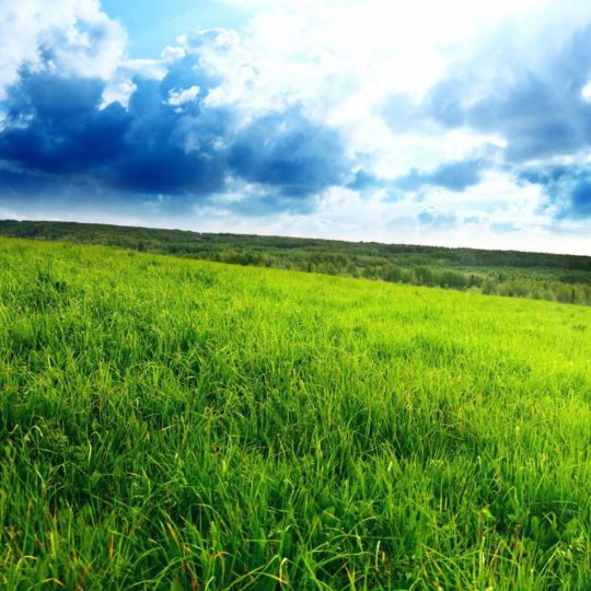 風景草原の Android スマホ 壁紙