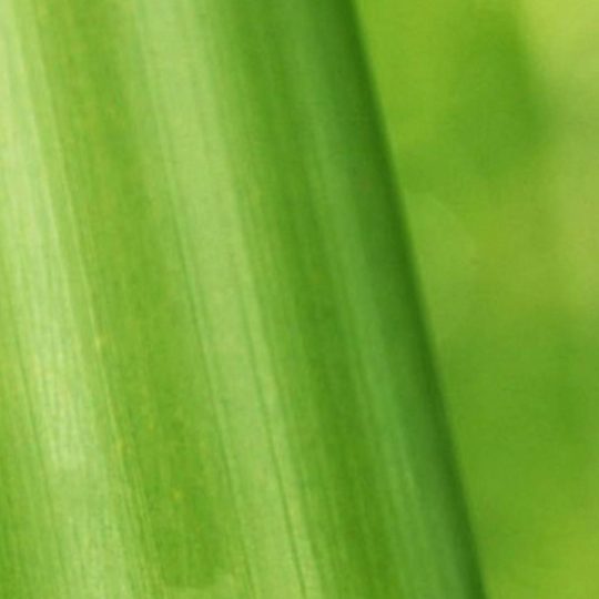 自然竹緑の Android スマホ 壁紙