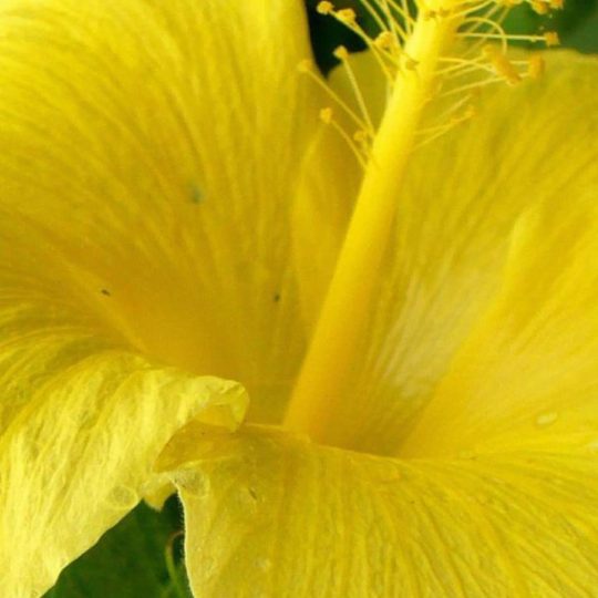 自然花黄の Android スマホ 壁紙