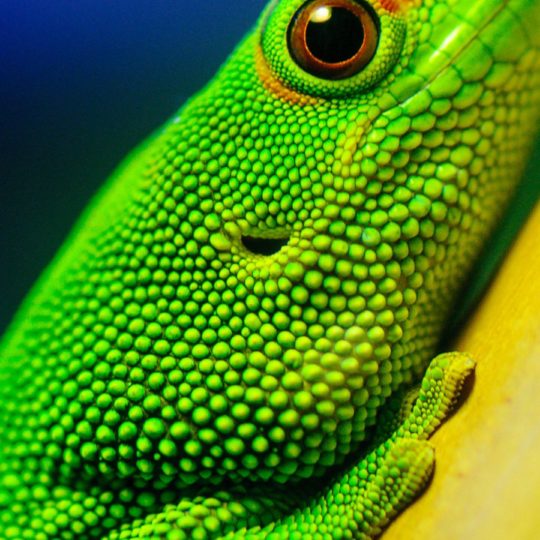 動物トカゲ緑の Android スマホ 壁紙
