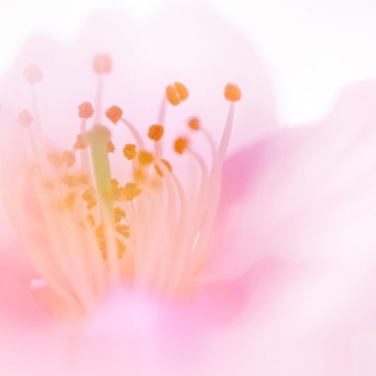 自然花桃の Android スマホ 壁紙