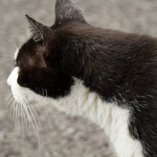 猫黒白の Android スマホ 壁紙