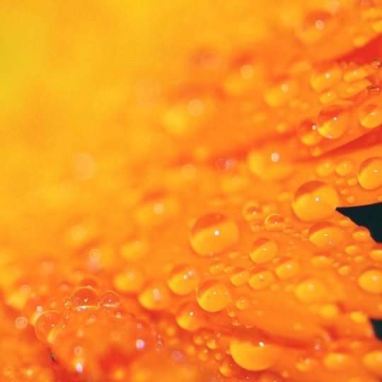 自然花橙の Android スマホ 壁紙
