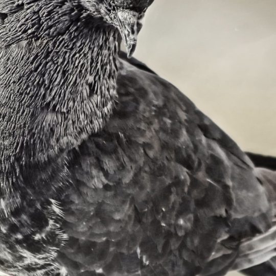 動物鳥鳩の Android スマホ 壁紙