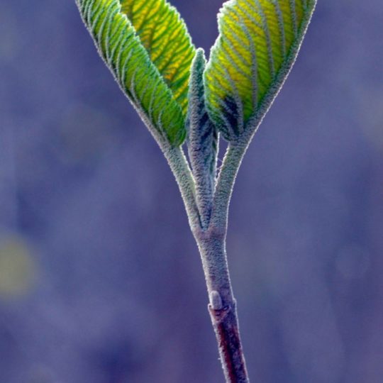 葉自然緑ぼかし青の Android スマホ 壁紙