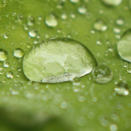水玉葉緑の Android スマホ 壁紙
