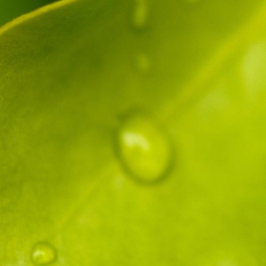 葉水玉緑の Android スマホ 壁紙